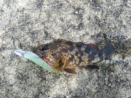 シーバス釣行！！