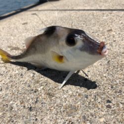 武豊緑地でサビキ