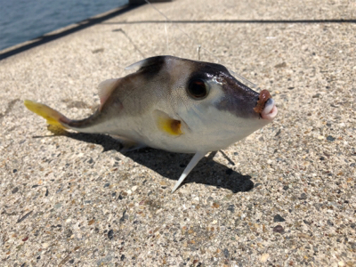 武豊緑地でサビキ