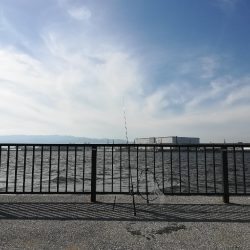 シーバスオススメポイント