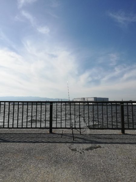 シーバスオススメポイント