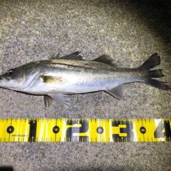 四日市バチパターン