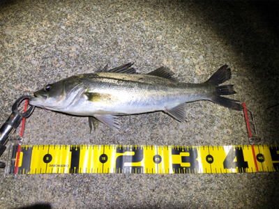 四日市バチパターン