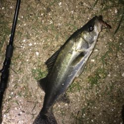 久々にシーバス