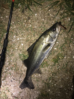 久々にシーバス