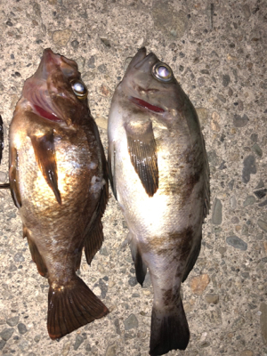 久々のメバリング