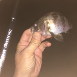 チビメバリング