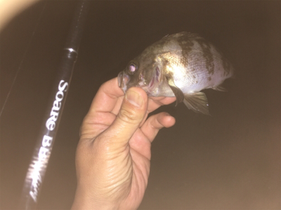 チビメバリング