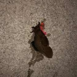 チヌ狙いのはずが‥