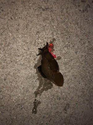 チヌ狙いのはずが‥