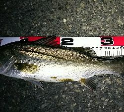 安定のポイントにて