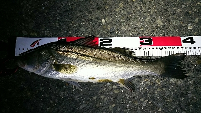 安定のポイントにて