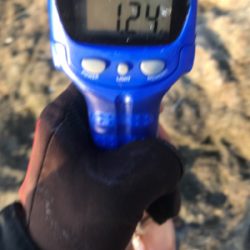 久しぶりのアオリイカ