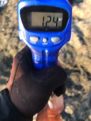 久しぶりのアオリイカ