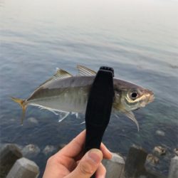 やぱ釣れてる。ヤズ