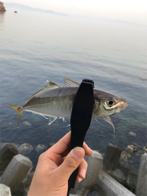 やぱ釣れてる。ヤズ