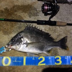 淀川ブリームゲーム 40cm up