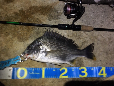 淀川ブリームゲーム 40cm up