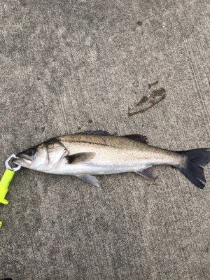 朝マズメ暗い内からガシリング釣行