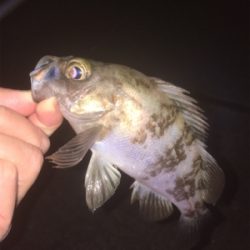 明石でメバリング