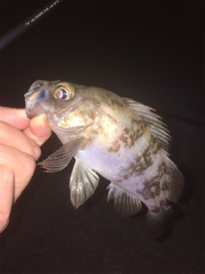 明石でメバリング