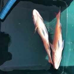 明石  鯛サビキ  大潮