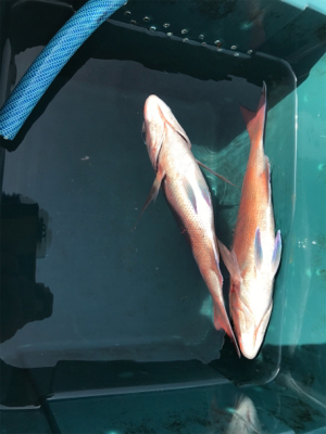 明石  鯛サビキ  大潮