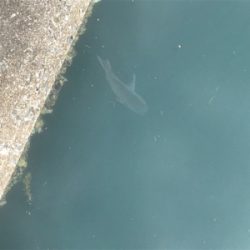 のんびりちょい投げ