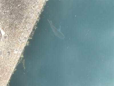 のんびりちょい投げ