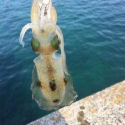 エエ引きでした！