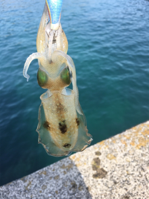 エエ引きでした！