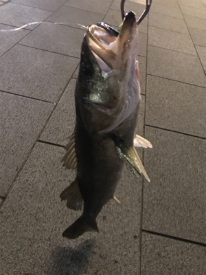 スズキサイズゲーーット！