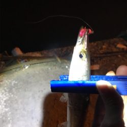 カマスばっかり