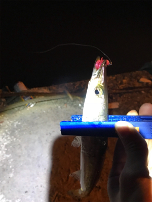 カマスばっかり