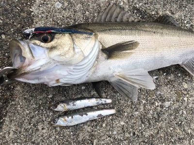 切られたー＿ﾉ乙(､ﾝ､)_