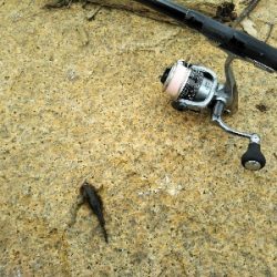 今年三度目の正直