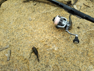 今年三度目の正直