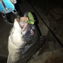 淀川ブリームゲーム カスタムナスキーでキビレ4