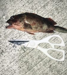 ガシラ狙いで釣行