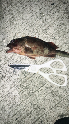 ガシラ狙いで釣行