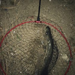 今年初シーバス♪