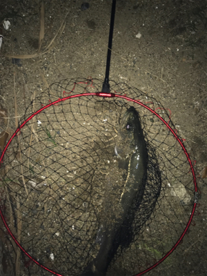 今年初シーバス♪