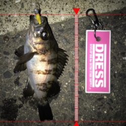 雨上がりのメバリングは…