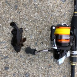 とにかく釣れる釣れる