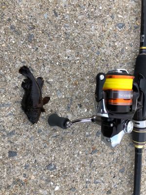 とにかく釣れる釣れる