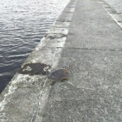 ジグでアカエイ3