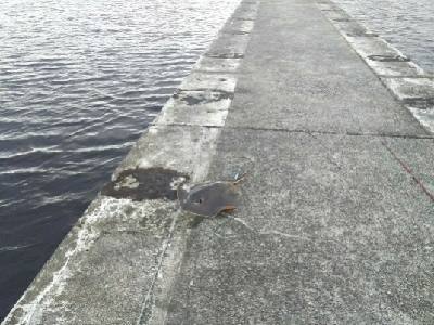 ジグでアカエイ3