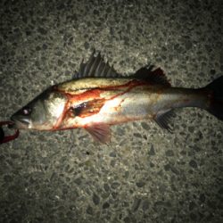 なかなか高活性(^^)