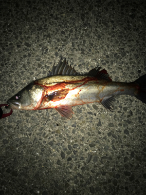 なかなか高活性(^^)