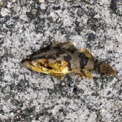 親父たちのメバル